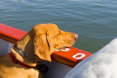 Fähre Gardasee mit Hund erlaubt?